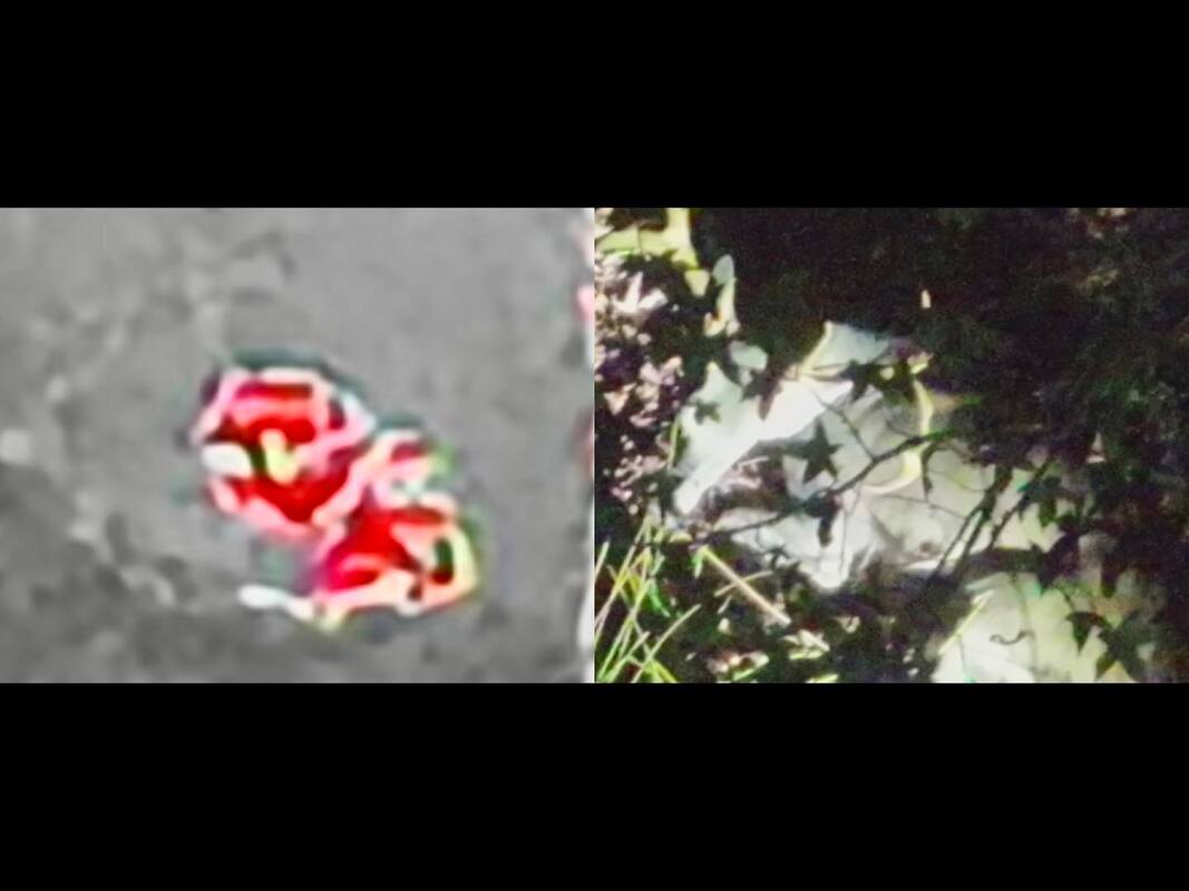 Thermal image of a downed deer glowing against cool ground, beside the visible-light photo of the same animal in leaf litter
