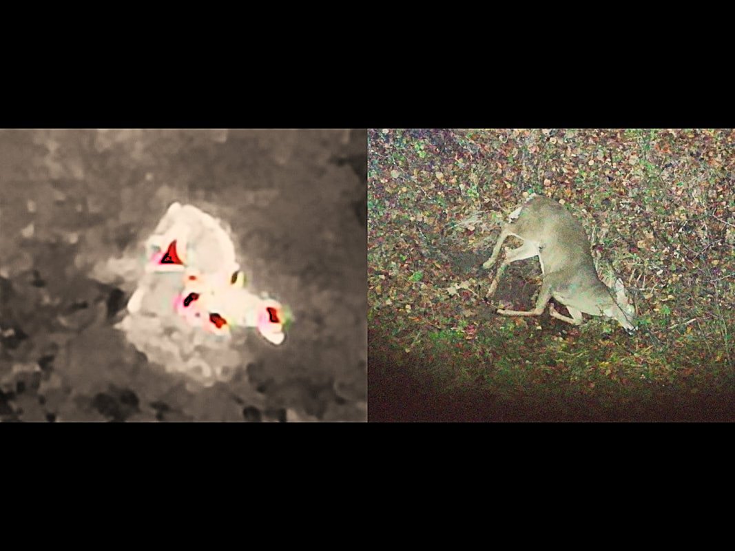 Thermal signature of a deer under heavy cover next to the zoomed visible-light view of it beneath the brush